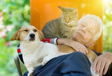 Jocuri sau antrenamente fizice pentru animalul tau de companie