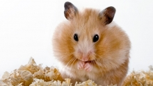 Sa-mi iau sau nu un hamster?