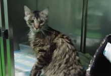 Cabinete Veterinare Bucuresti-Sector 6 Spital Veterinar - PRIMA VET