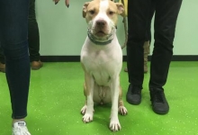 Cabinete Veterinare Bucuresti-Sector 6 Spital Veterinar - PRIMA VET