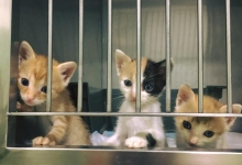 Cabinete Veterinare Bucuresti-Sector 6 Spital Veterinar - PRIMA VET