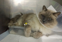 Cabinete Veterinare Bucuresti-Sector 6 Spital Veterinar - PRIMA VET