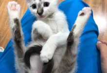 Cabinete Veterinare Bucuresti-Sector 6 Spital Veterinar - PRIMA VET