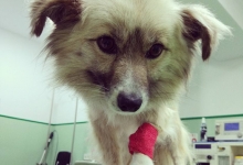 Cabinete Veterinare Bucuresti-Sector 6 Spital Veterinar - PRIMA VET