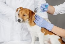 Cabinete Veterinare Maracineni Cabinet Veterinar Maracineni