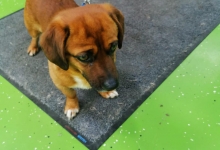 Cabinete Veterinare Bucuresti-Sector 6 Spital Veterinar - PRIMA VET