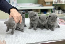 Cabinete Veterinare Bucuresti-Sector 6 Spital Veterinar - PRIMA VET