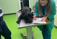 Cabinete Veterinare Bucuresti-Sector 6 Spital Veterinar - PRIMA VET