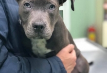 Cabinete Veterinare Bucuresti-Sector 6 Spital Veterinar - PRIMA VET