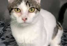 Cabinete Veterinare Bucuresti-Sector 6 Spital Veterinar - PRIMA VET