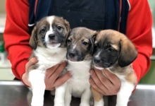 Cabinete Veterinare Bucuresti-Sector 6 Spital Veterinar - PRIMA VET