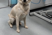 Cabinete Veterinare Otopeni Cabinet Veterinar Otopeni - Dragos Vet