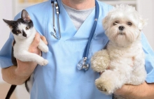 Cabinete Veterinare Otopeni Cabinet Veterinar Otopeni - Dragos Vet