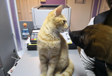 Cabinete Veterinare Bucuresti-Sector 4 VET MEDICAL CONSULTING S.R.L.