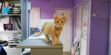 Cabinete Veterinare Bucuresti-Sector 4 VET MEDICAL CONSULTING S.R.L.