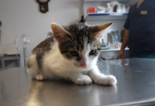Cabinete Veterinare Bucuresti-Sector 4 VET MEDICAL CONSULTING S.R.L.