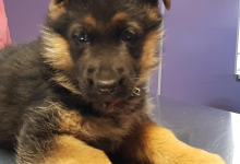 Cabinete Veterinare Bucuresti-Sector 3 VET MEDICAL CONSULTING S.R.L.