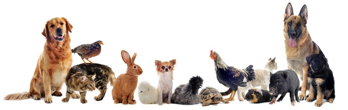 veterinar gaini pisici caini porci maracineni