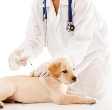 vaccinari deparazitari veterinar bals