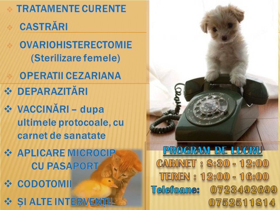 cabinet veterinar vatra dornei