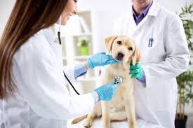 veterinar maracineni buzau