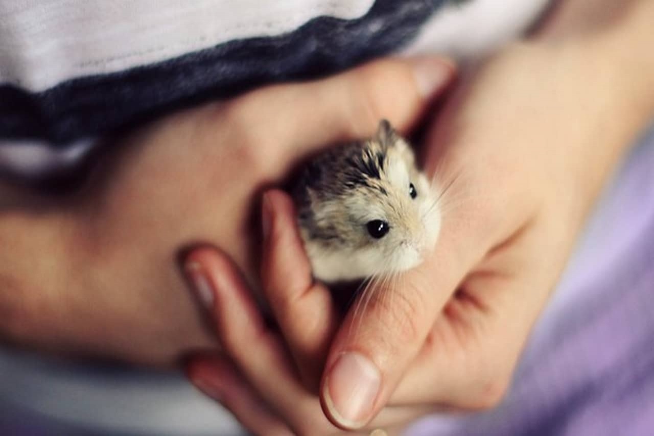Hamster - animal de companie