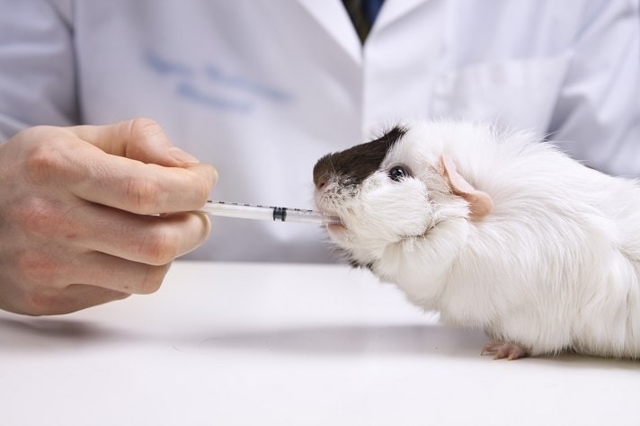 Ingrijire veterinara hamster