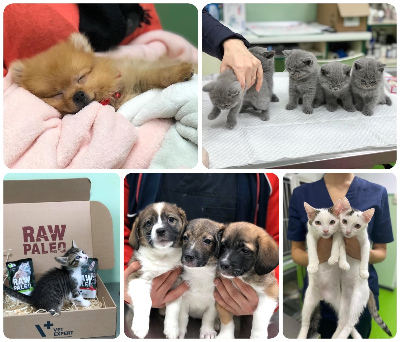 veterinar militari, adoptie animale militari sector 6.jpg